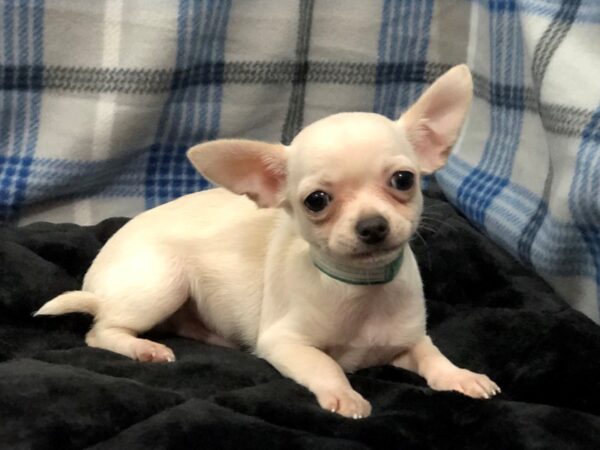 Chihuahua-DOG-Male-Cream-11648-Petland Batavia, Illinois