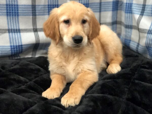 Golden Retriever DOG Male Golden 11650 Petland Batavia, Illinois