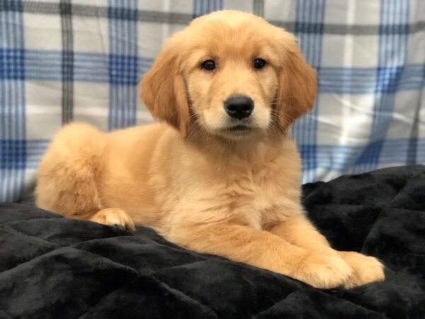 Golden Retriever DOG Male Golden 11649 Petland Batavia, Illinois