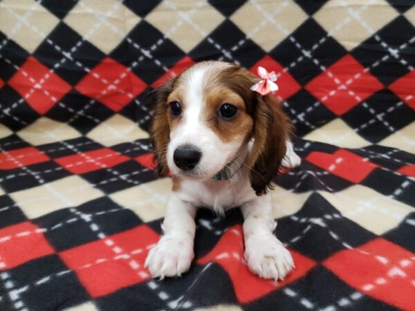 Dachshund DOG Female Fawn & White Piebald 19835 Petland Batavia, Illinois