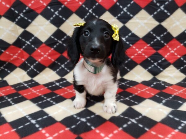 Dachshund DOG Female Sable & White 19833 Petland Batavia, Illinois