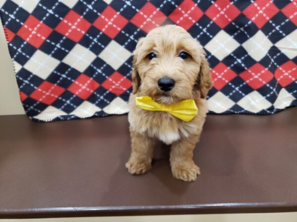 Goldendoodle Mini 2nd Gen DOG Male Red 19826 Petland Batavia, Illinois