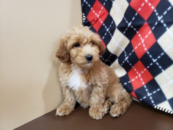 Goldendoodle Mini 2nd Gen DOG Female Red 19825 Petland Batavia, Illinois