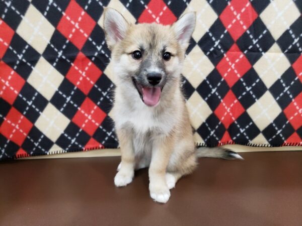 Pomsky DOG Female Sable 19830 Petland Batavia, Illinois