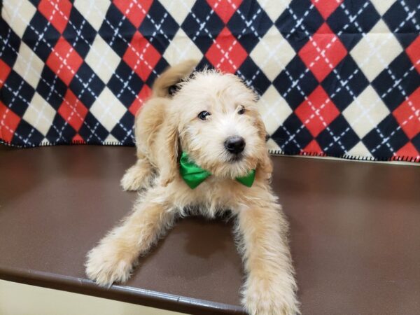 Labradoodle Mini 2nd Generation DOG Male Golden 19832 Petland Batavia, Illinois