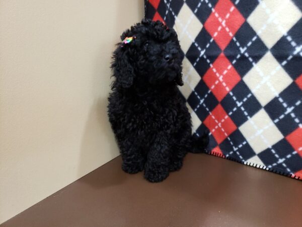 Labradoodle Mini 2nd Generation-DOG-Female-Black-19831-Petland Batavia, Illinois