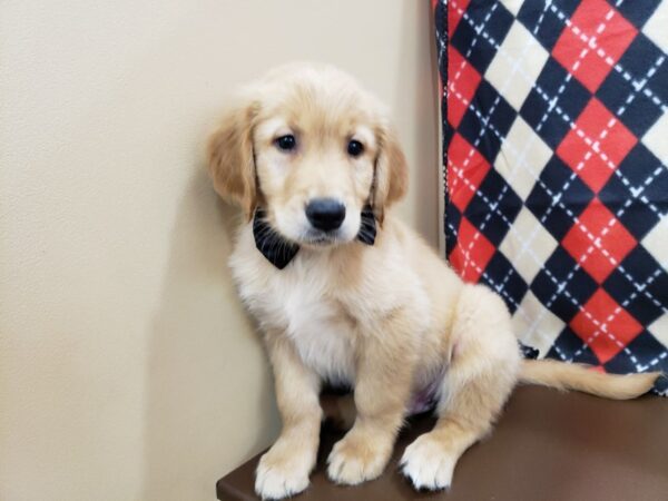 Golden Retriever DOG Male Golden 19829 Petland Batavia, Illinois