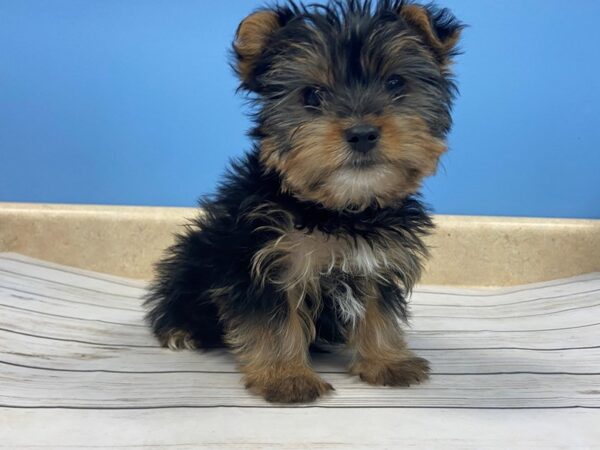 Yorkshire Terrier DOG Male Black / Tan 19590 Petland Batavia, Illinois