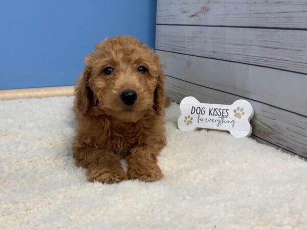 Goldendoodle Mini 2nd Gen DOG Female Red 19567 Petland Batavia, Illinois