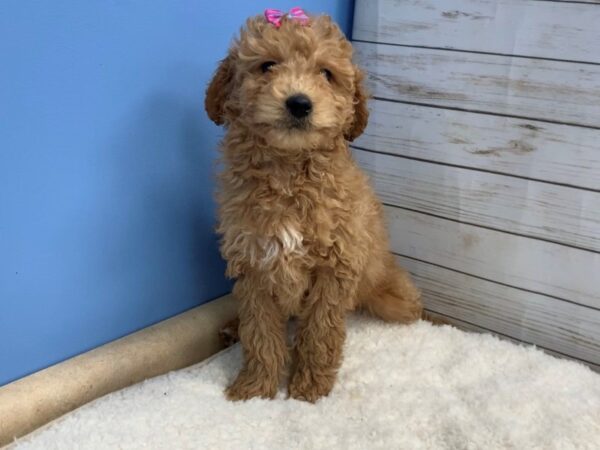 Goldendoodle Mini 2nd Gen DOG Female Red 19568 Petland Batavia, Illinois