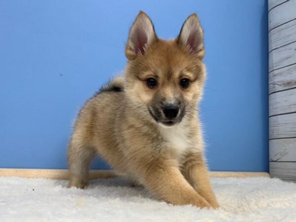 Pomsky DOG Male Sable 19569 Petland Batavia, Illinois