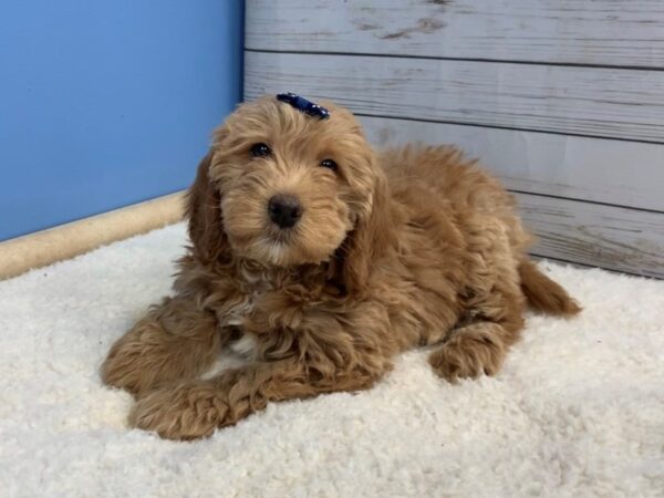 Labradoodle Mini 2nd Generation-DOG-Female-Golden-19573-Petland Batavia, Illinois