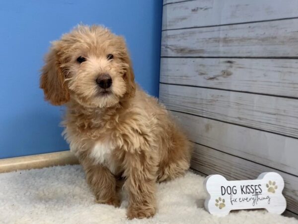 Labradoodle Mini 2nd Generation-DOG-Male-Golden-19574-Petland Batavia, Illinois