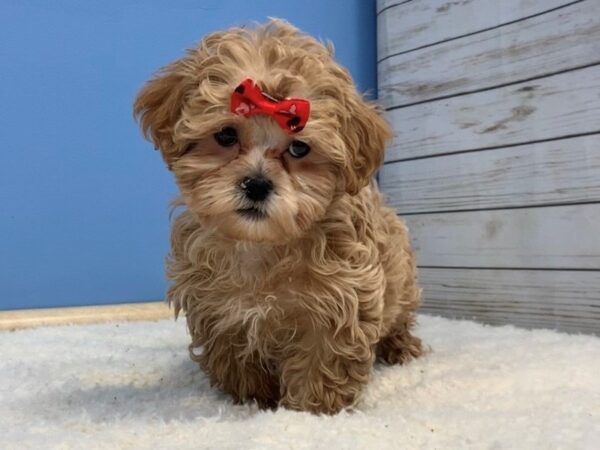 Shih-Poo-DOG-Female-Apricot-11670-Petland Batavia, Illinois