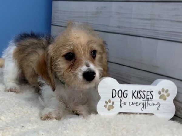 Doxie-Poo DOG Male Sable and White 19582 Petland Batavia, Illinois