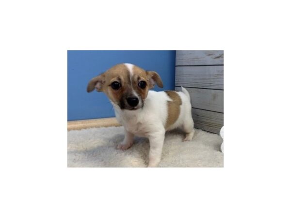 Chihuahua DOG Male White, Fawn Markings, Black Mask 19576 Petland Batavia, Illinois