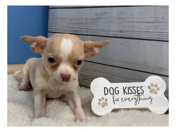 Chihuahua-DOG-Male-Fawn, White Markings-19577-Petland Batavia, Illinois