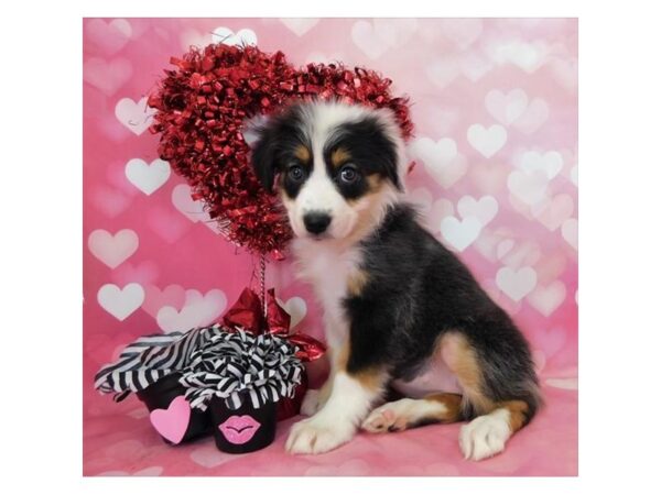 Australian Shepherd DOG Female Black 19595 Petland Batavia, Illinois