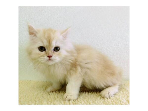 Persian CAT Female Shaded Silver 11668 Petland Batavia, Illinois