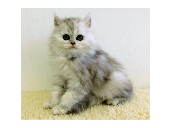 Persian-CAT-Male-Blue / Cream-11669-Petland Batavia, Illinois