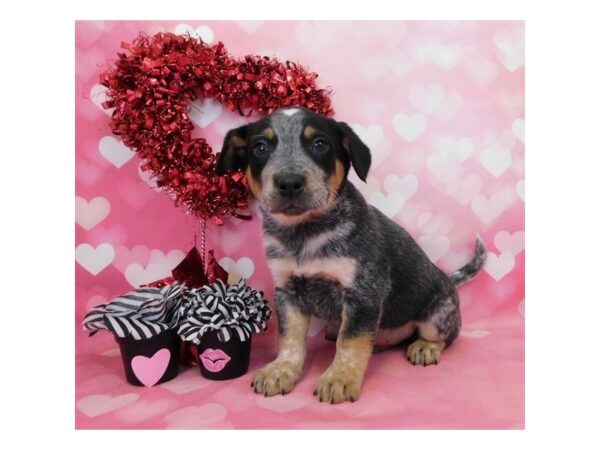 Australian Cattle Dog DOG Male Blue Merle 11664 Petland Batavia, Illinois