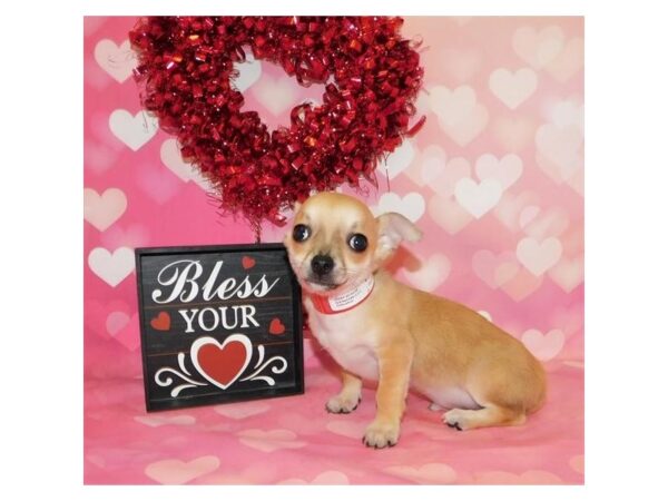 Chihuahua DOG Male Fawn 19841 Petland Batavia, Illinois