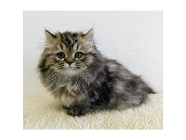 Persian-CAT-Male-Shaded Golden-19842-Petland Batavia, Illinois