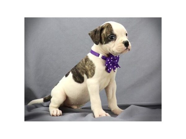 American Bulldog DOG Male Brindle & White 19594 Petland Batavia, Illinois