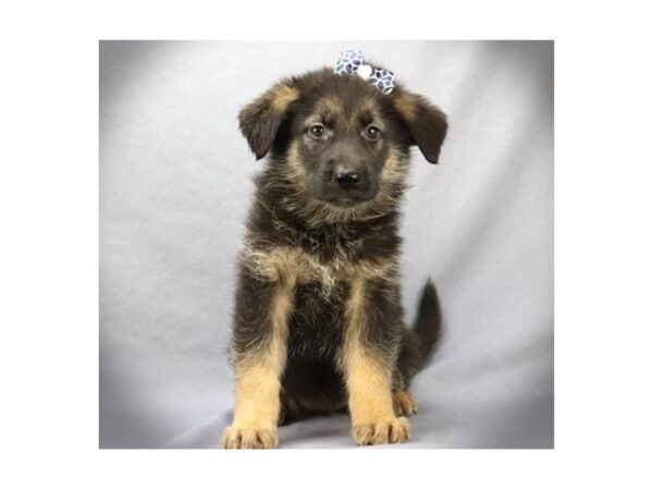 German Shepherd DOG Female Black and Tan 19593 Petland Batavia, Illinois