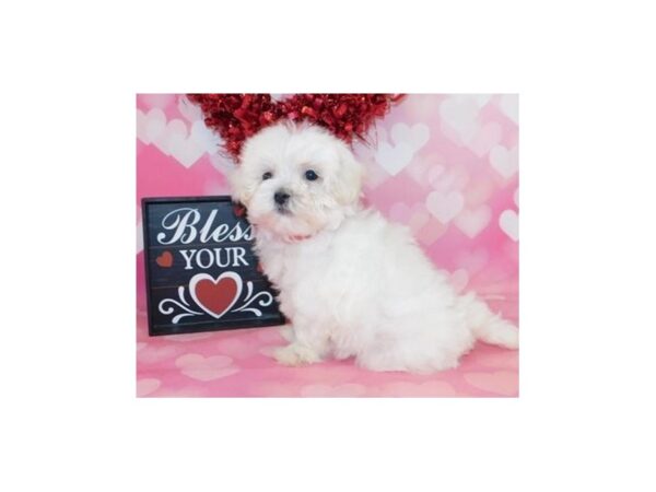 Maltipoo DOG Male White 19599 Petland Batavia, Illinois