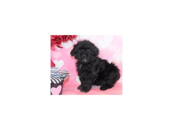 Yorkiepoo DOG Male Black 19598 Petland Batavia, Illinois