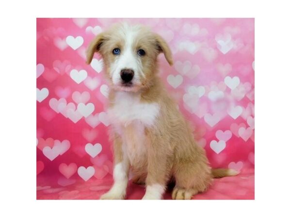 Huskipoo-DOG-Female-Cream-19597-Petland Batavia, Illinois