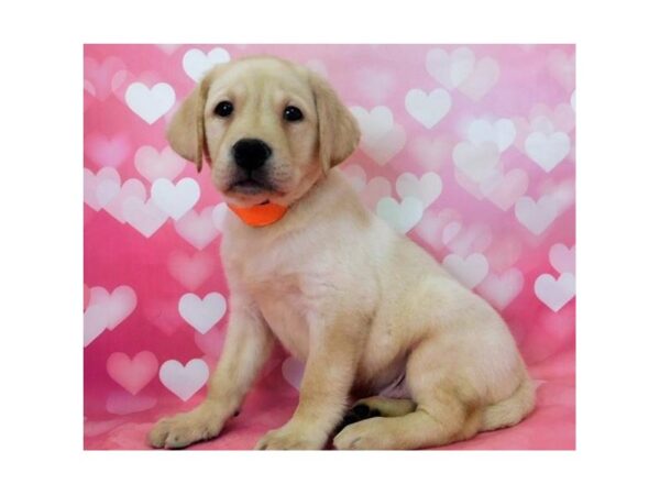 Labrador Retriever DOG Male Yellow 19596 Petland Batavia, Illinois