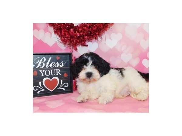 Shih-Poo DOG Male Black / White 19845 Petland Batavia, Illinois