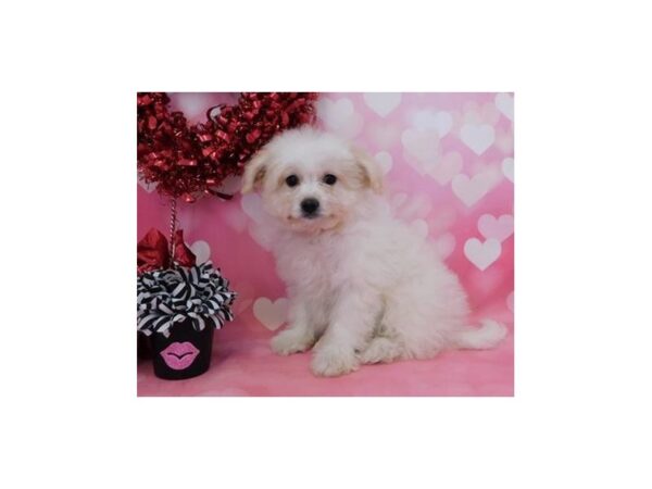 Pomachon DOG Male White 19844 Petland Batavia, Illinois