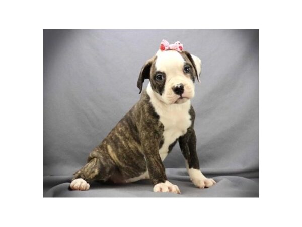 American Bulldog DOG Female Brindle & White 11659 Petland Batavia, Illinois