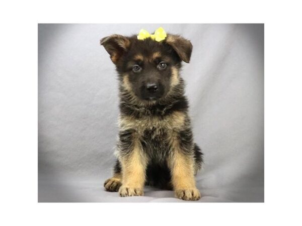 German Shepherd DOG Female Black and Tan 11657 Petland Batavia, Illinois