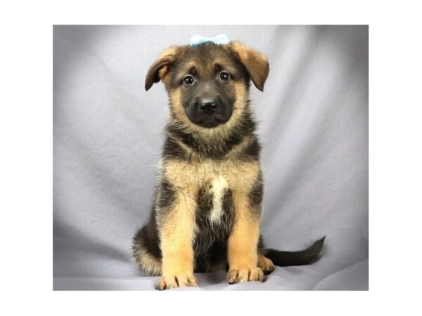 German Shepherd DOG Female Black and Tan 11658 Petland Batavia, Illinois