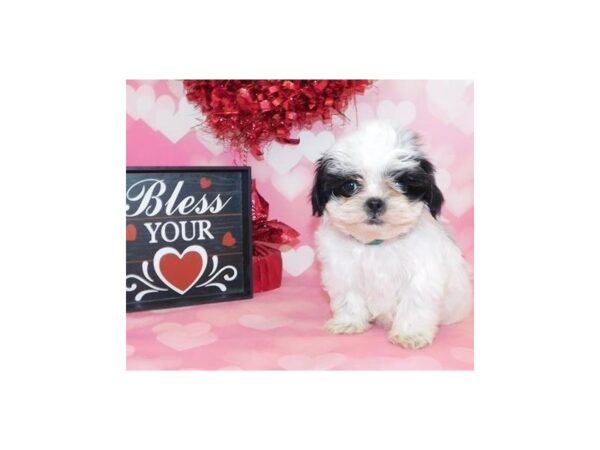 Shih Tzu DOG Female Black / White 11665 Petland Batavia, Illinois