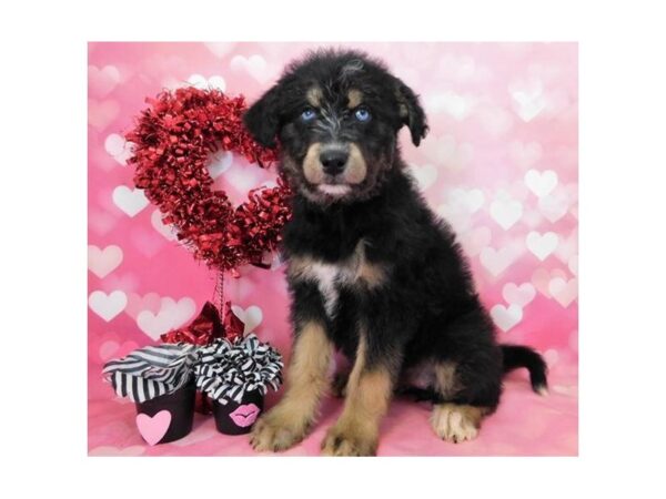 Huskipoo DOG Female Black / Tan 11663 Petland Batavia, Illinois