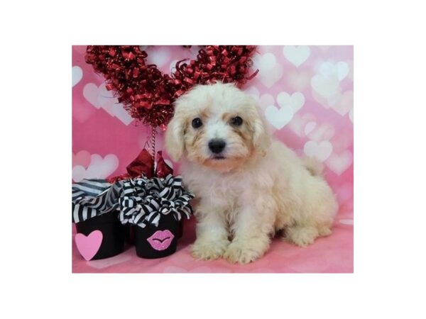 Teddy Bear-DOG-Male-White / Cream-11661-Petland Batavia, Illinois