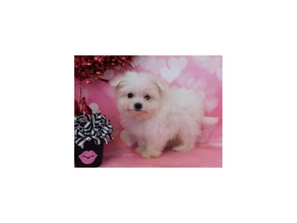 Pomachon-DOG-Female-White-11660-Petland Batavia, Illinois