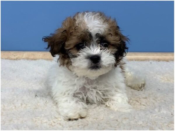 Shih-Poo DOG Male Gold & White 19604 Petland Batavia, Illinois