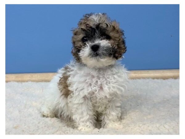 Shih-Poo DOG Male Gold & White 11701 Petland Batavia, Illinois