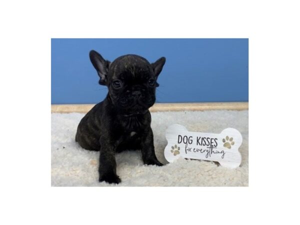 French Bulldog-DOG-Male-Black Brindle-11703-Petland Batavia, Illinois