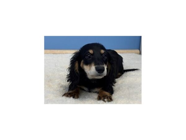 Dachshund DOG Male Black & Tan, White Markings 19575 Petland Batavia, Illinois