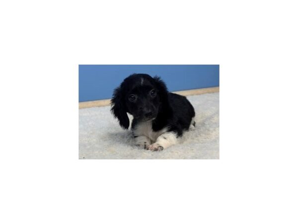 Dachshund DOG Female Black & White 19581 Petland Batavia, Illinois