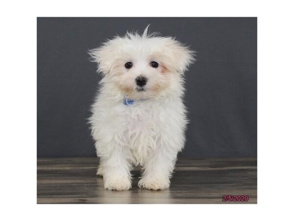 Maltese DOG Male White 11696 Petland Batavia, Illinois