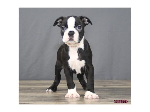 Boston Terrier DOG Female Black / White 11697 Petland Batavia, Illinois