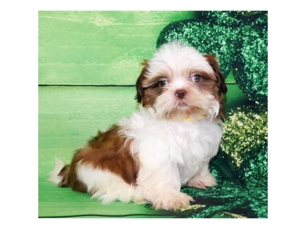 Shih Tzu-DOG-Male-Red Gold / White-11693-Petland Batavia, Illinois